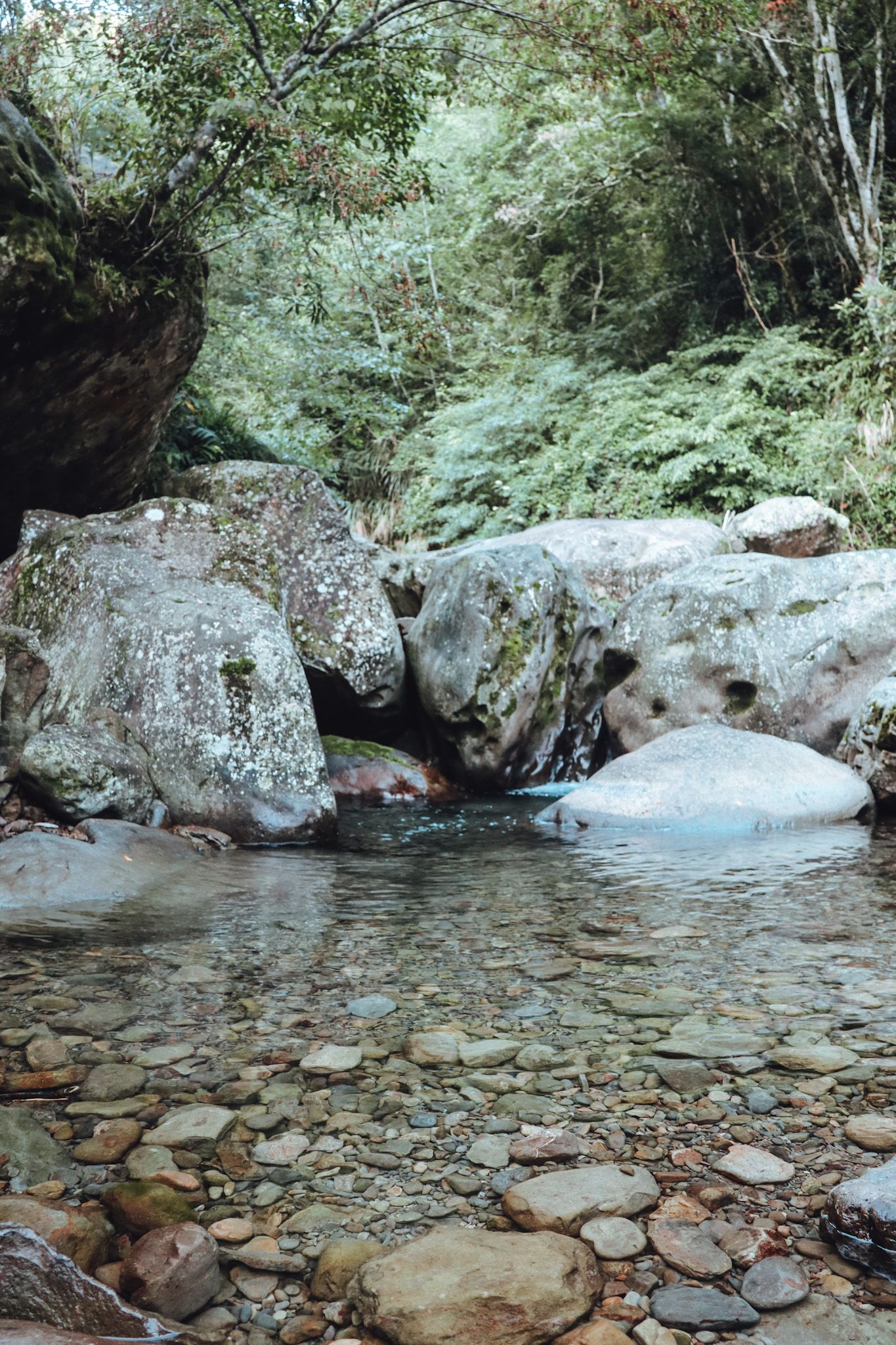 加里山｜一個人的山旅行⛰ / 被樹林包圍好浪漫🧡 / 渡溪攀繩一次獲得🤫