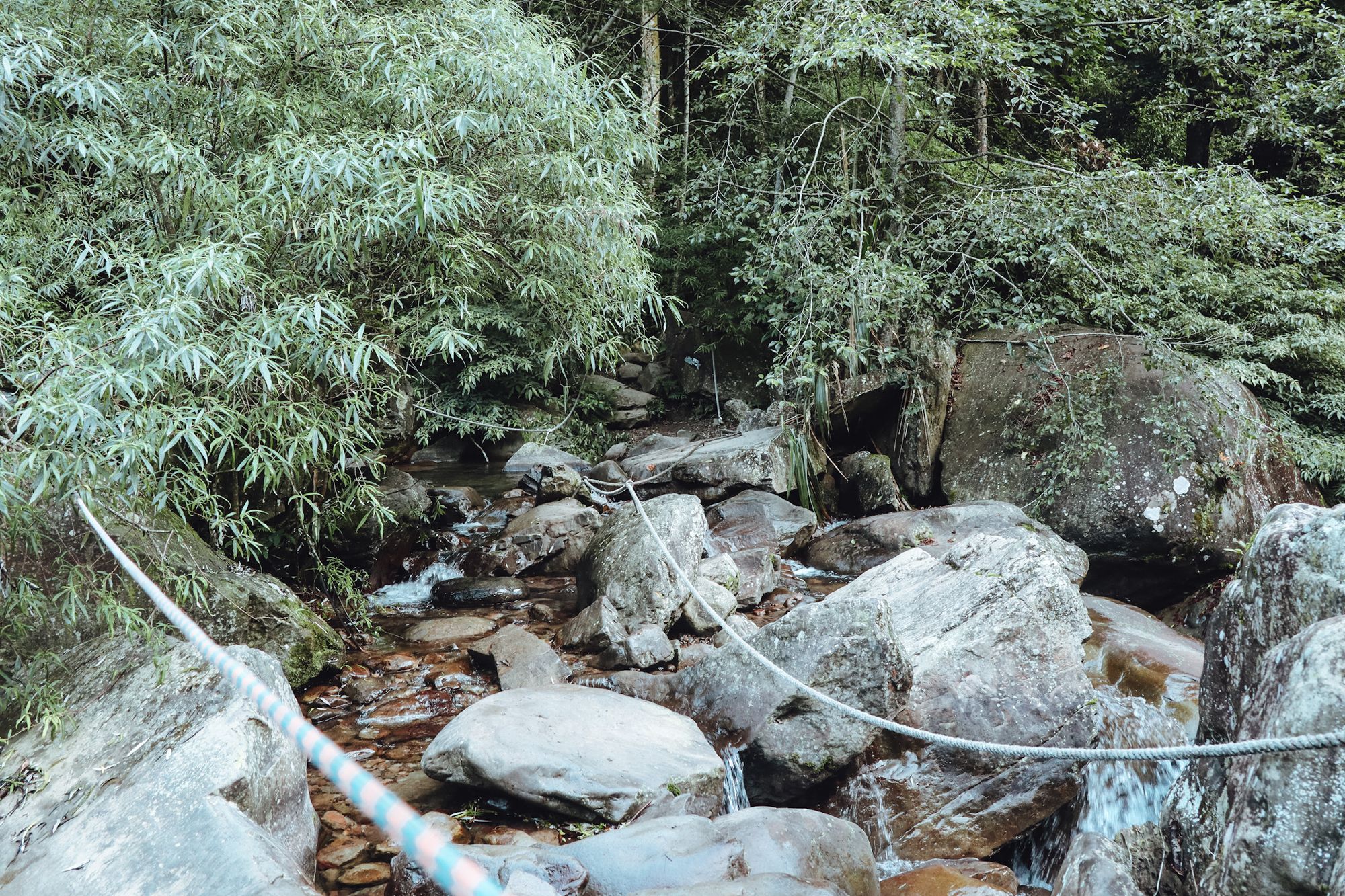 加里山｜一個人的山旅行⛰ / 被樹林包圍好浪漫🧡 / 渡溪攀繩一次獲得🤫