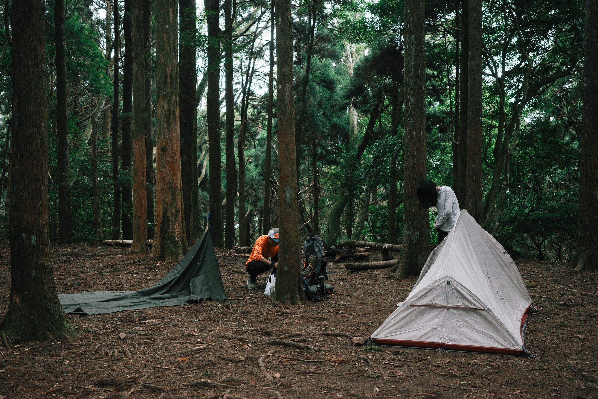 高島縱走｜兩天一夜夢幻野營、被柳杉林療癒的小日子