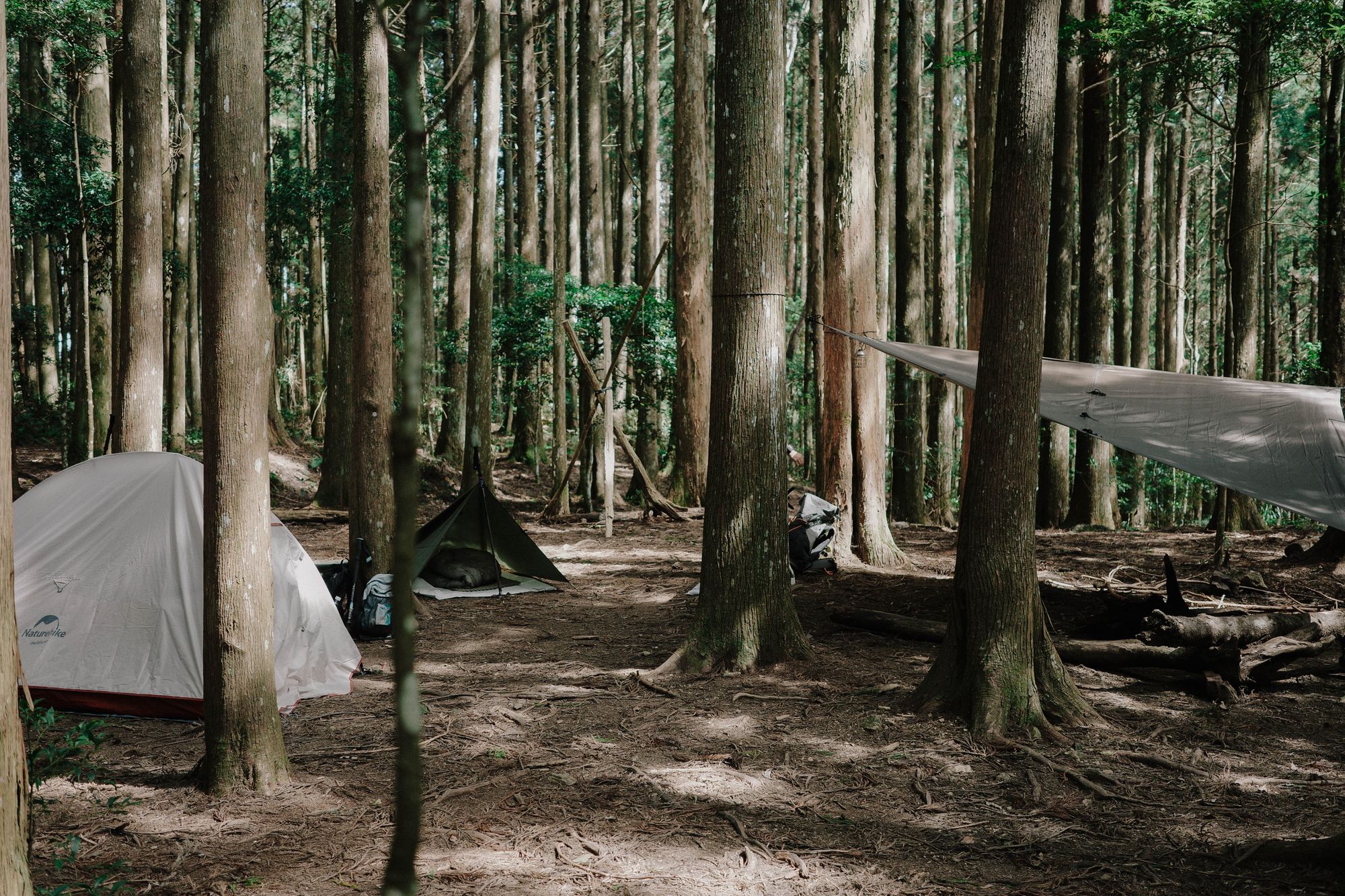 高島縱走｜兩天一夜夢幻野營、被柳杉林療癒的小日子