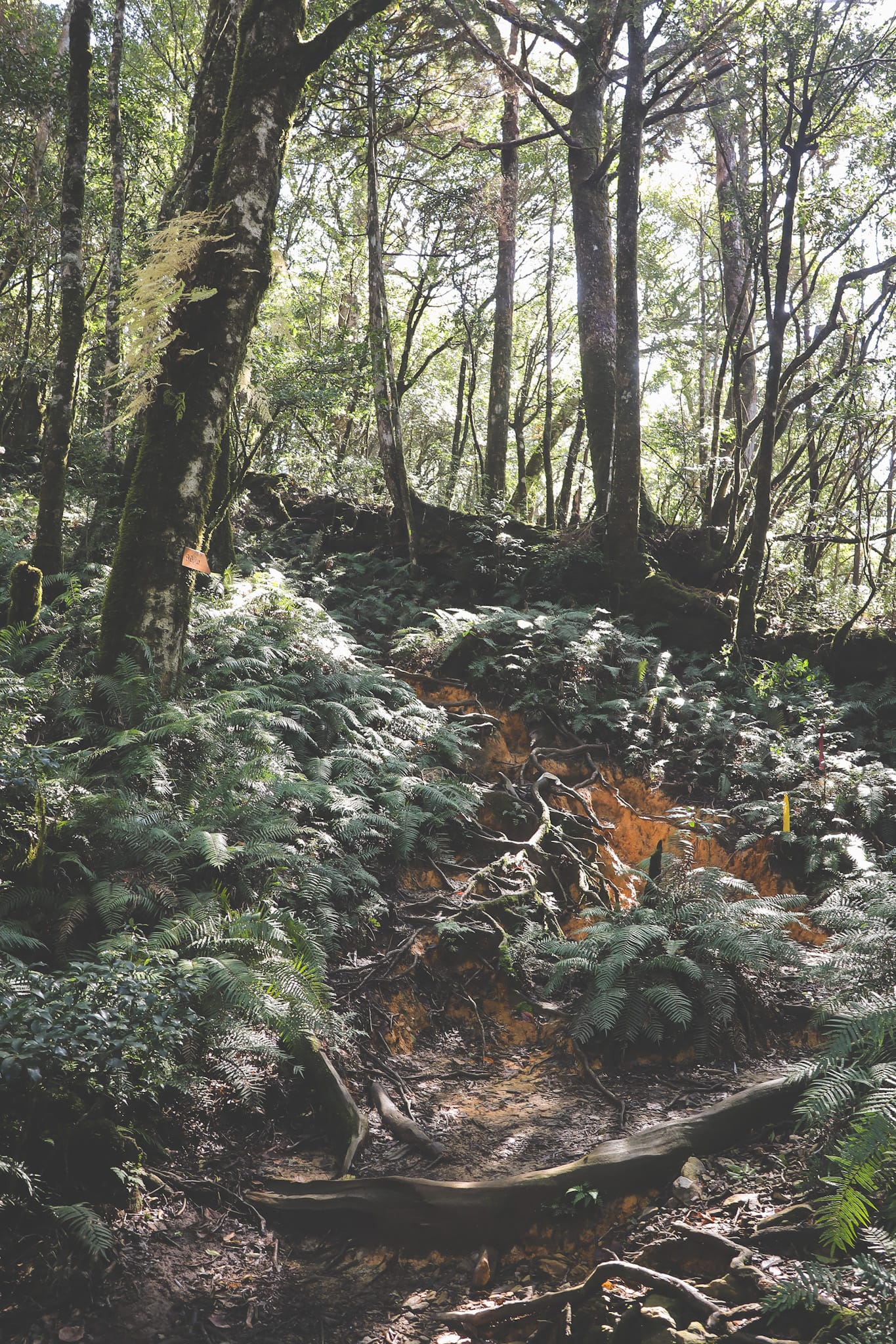 塔曼山｜一個人的山旅行⛰ / 魔幻森林🌲 / 安靜到不可思議的山林😲