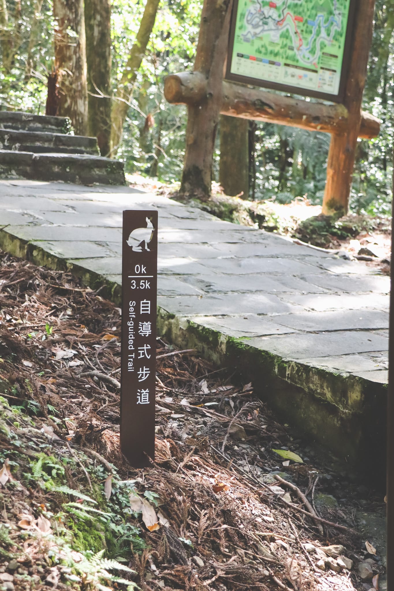 東眼山｜一個人的山旅行⛰ / 柳山林步道吸收芬多精🌲 / 攻頂超簡單😲